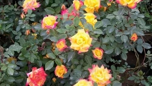 分享可以在阳台栽培的十一种藤本月季，随便一种都能让你满意