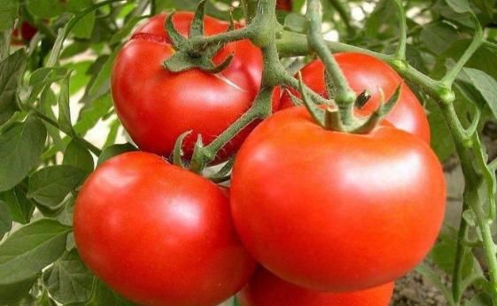 它既美味又有营养,与2种食物搭配后,可助你开胃、治便秘!