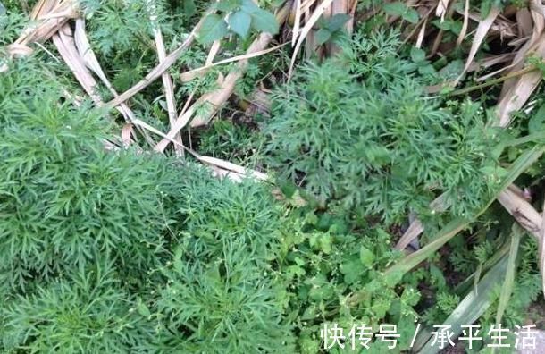 艾草|农村一种野草气味独特,做成枕头安眠助睡,被称女性的“保护草”