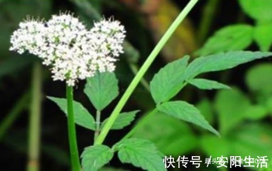 异叶茴芹|女性养生，常吃4种食物，补益气血，祛皱抗衰，预防妇科病