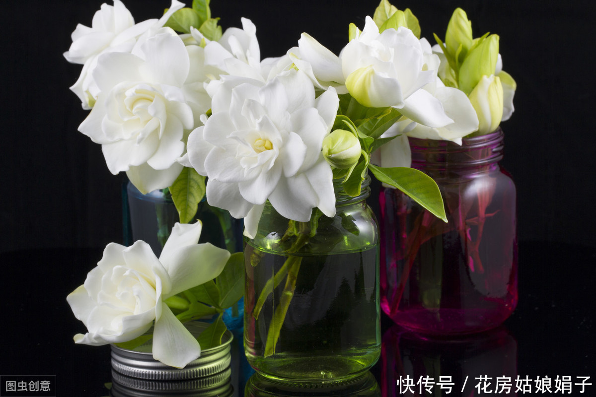 修剪|茉莉花、栀子花开了一茬又一茬,原因这么简单,一步就能做到