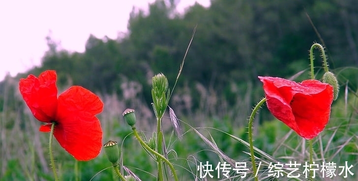 飞黄腾达|1月底运势越来越红火,未来飞黄腾达,事业有成的生肖