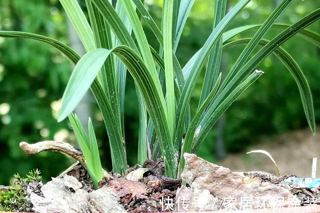 养分|兰花什么时候可翻盆？兰友：妙处多多，掌握技巧随时都能翻盆