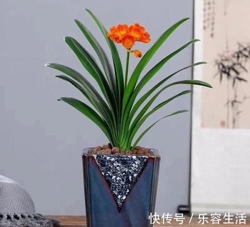 生长发育|适合男人养的四种花，大气又稳重，旺财又旺运，早看早知道！