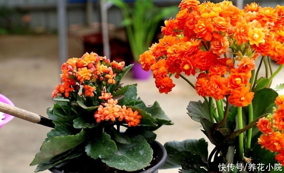 施肥|6月养长寿花,讲究“3少1多”,做到这几点,长得旺状态好