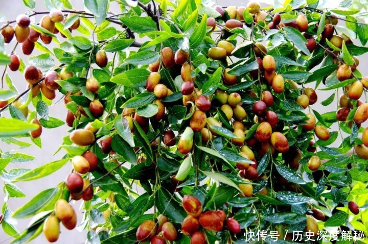  《射雕英雄传》中裘千尺只靠枣树活了十多年，这也太扯了吧？