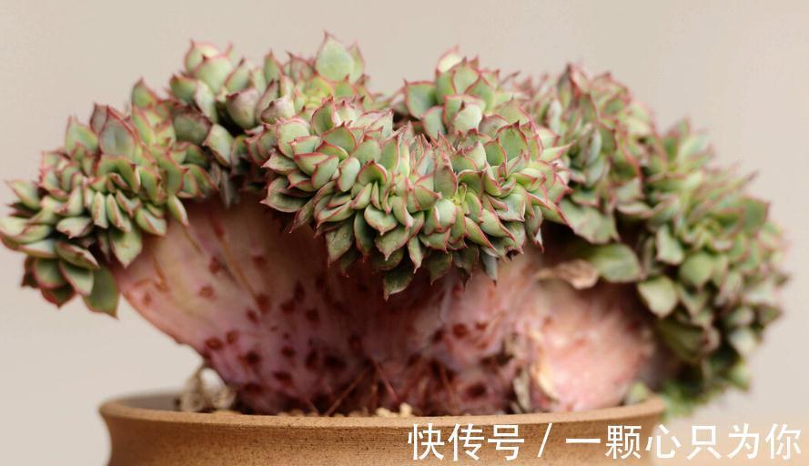 品种|喜欢多肉的人眼光都犀利:常规多肉遇冷,变异多肉反而受热捧
