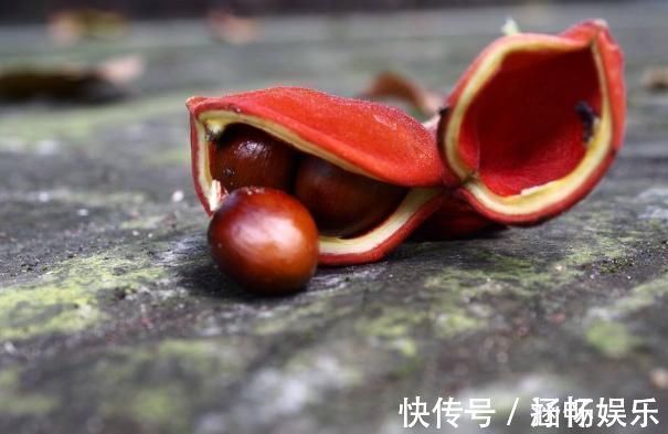 凤眼果|它是长在树上的“花生”,农民们视为珍贵野果,很多人见过没吃过