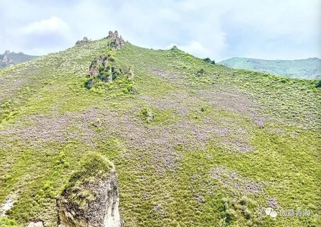 高山|青海杜鹃烂漫高山，真美