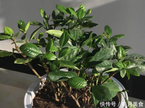 栀子花的花蕾开不了?做好一点,叶子水灵灵,花苞完美绽放