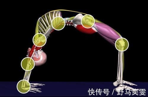 髋屈肌|初学者练瑜伽轮式，这些细节一定要掌握！