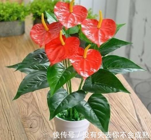 聪明人都养4种花,镇宅旺财添富贵,缓解眼部疲劳,还防辐射!