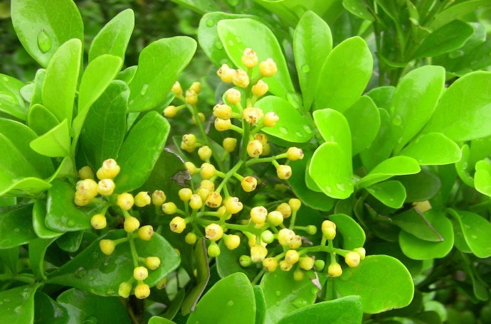 不会养米兰花，学会“3招”后生长旺，枝叶茂密开花“爆盆”