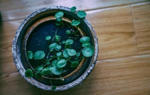 富贵竹|这4种花变得半死不活,剪2刀,30天后还你一盆健康的盆栽