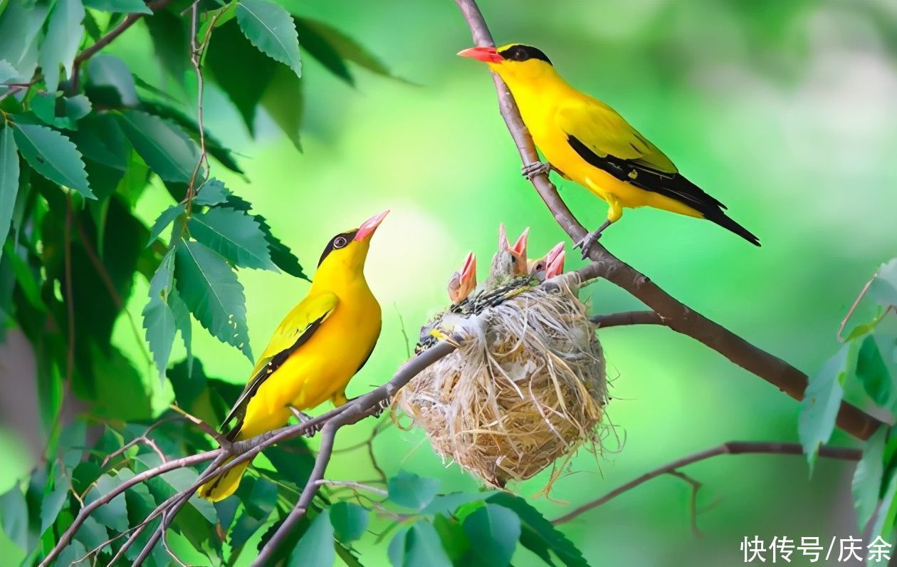 黄鹂|晏殊的这首词很美,开篇就让人心醉,传唱千年,经久不衰