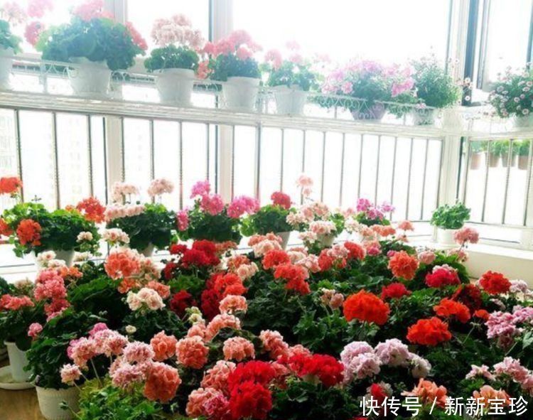 大丽花|夏天养花,不妨养这5款花,一盆千百朵,枝头花苞满