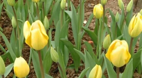 花市里的几种花，虽然好看，但是容易引起过敏要小心