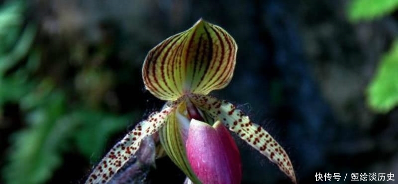 成全|郑板桥信手拈来的一首诗,题写在自己画作上,成全了兰花的美名!