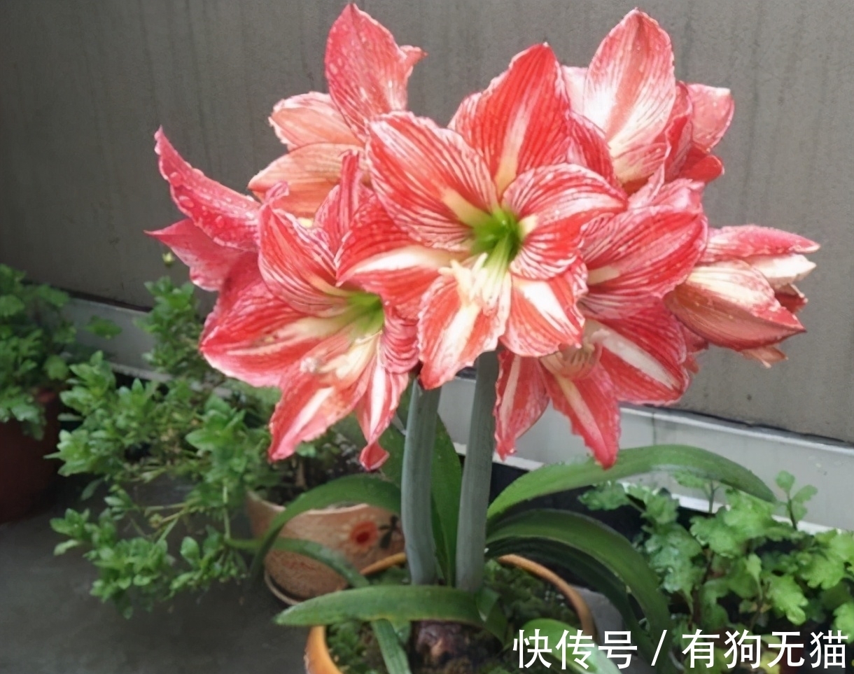 叶片|朱顶红开完花剪掉残花,教你3点“养球”,1步催花,花开会更多