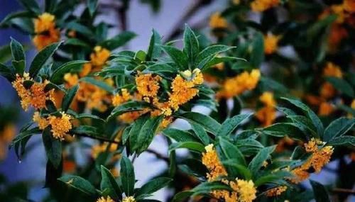  利于桂花|室内养桂花难，教你几招，室内也能飘出桂花香