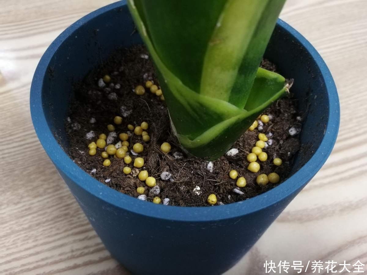 养花肥料花多多，种类多到数不清？这4种就够用了