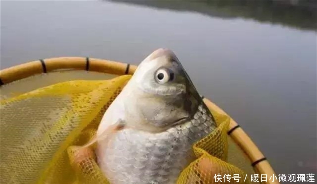 蚕豆|夏季钓鱼杂鱼太多，不妨试试这款自制饵料，野钓黑坑都能用