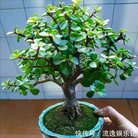 金枝玉叶|7种“富贵花”能活一百年,越养越值钱,家里的“摇钱树”