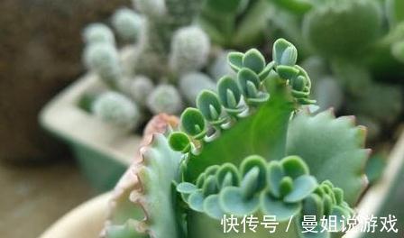 植株|多肉爆侧芽怎么处理,看完这三种方法,你心里就有数了