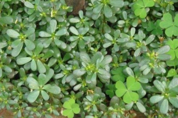 猪殃殃|农村4种野菜药用价值高，常吃防治各种疾病，特别适合老人