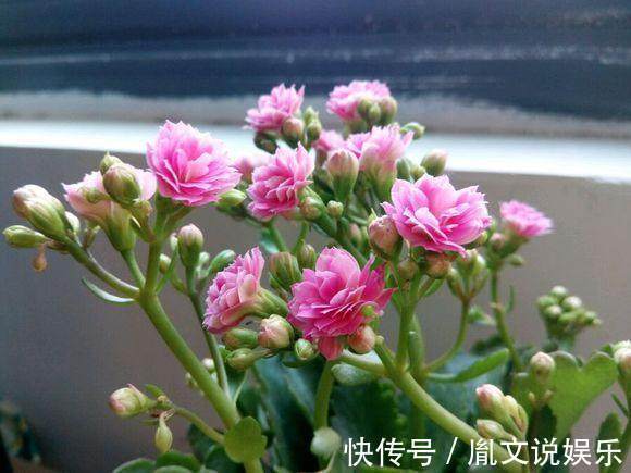 6种号称养不死的花，一不小心就能养爆盆，养花小白都能养很好