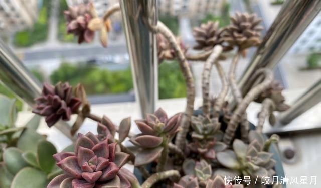 度夏|绿了也是心头肉,开始为度夏担忧!