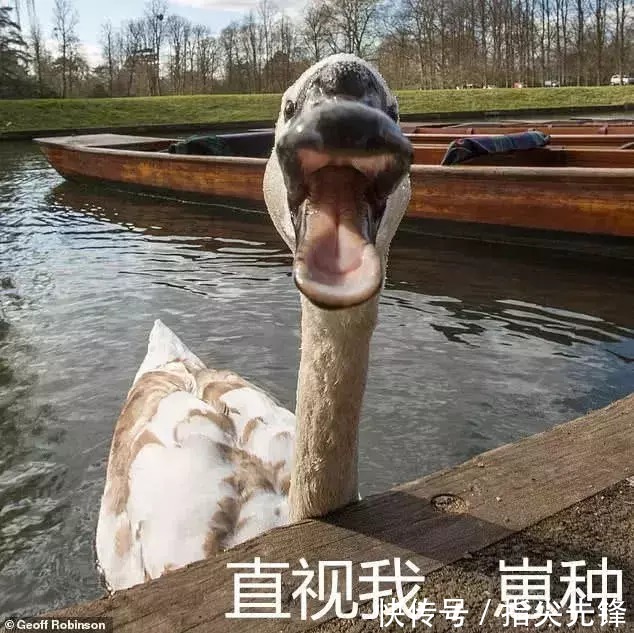 剑桥|剑桥“水怪”!揍人打狗未逢敌手?这么嚣张居然是女王给ta撑腰