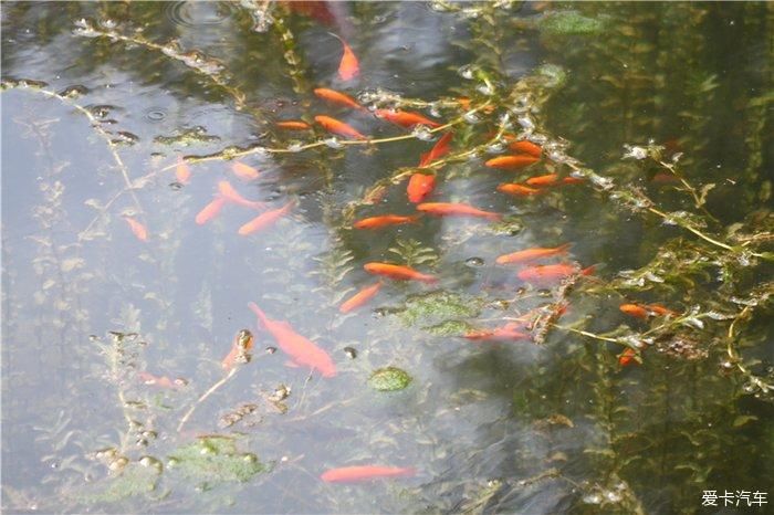 清凉之地龙岩寺，不经意间的偶遇，苍岩山下溪水潺