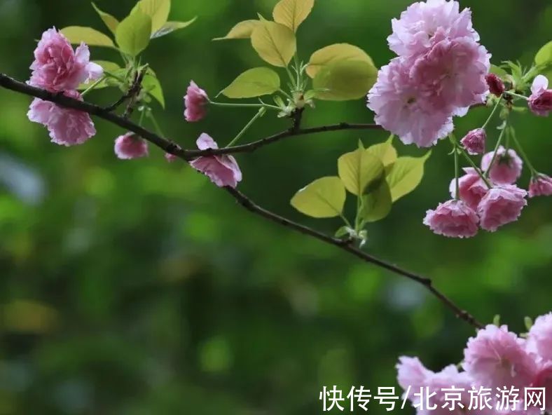 十渡|春已至，花绽放！这份房山赏花攻略请查收！