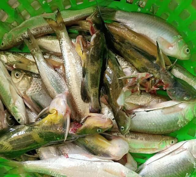 一般白条鱼可以长多大？