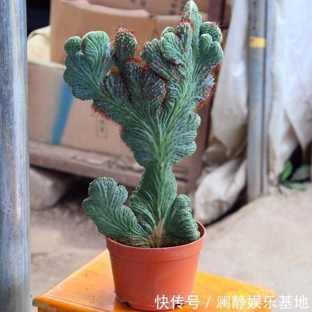 5种霸气花,个个“丑八怪”却吉利镇宅,丢在角落不管,一样爆棚