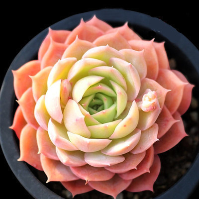 几种''萌神级''多肉,让你爱不释手,很适合养在家里