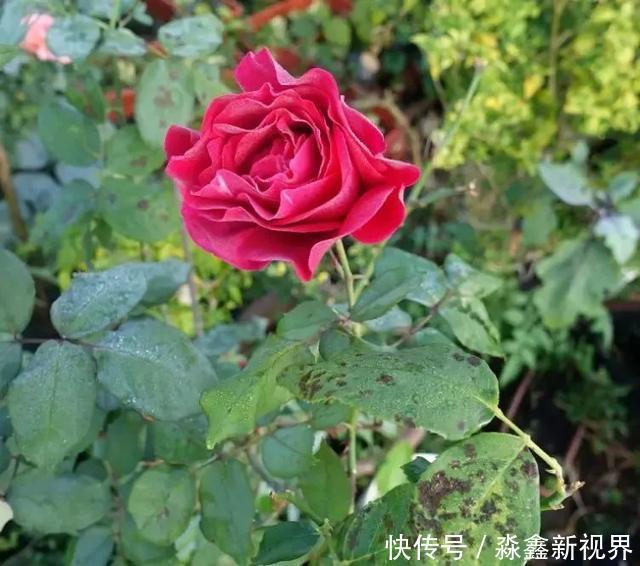养花时很容易出现的6种病虫害,蚜虫、介壳虫和红蜘蛛都要可清除