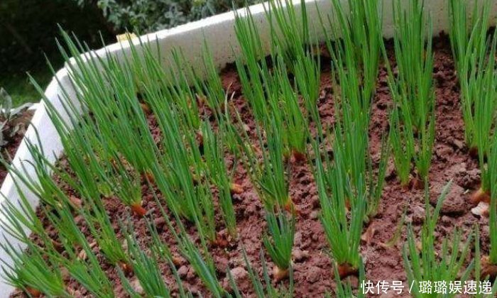 花盆种植葱,学会一种方法,长的长得又壮又旺,20天收一茬