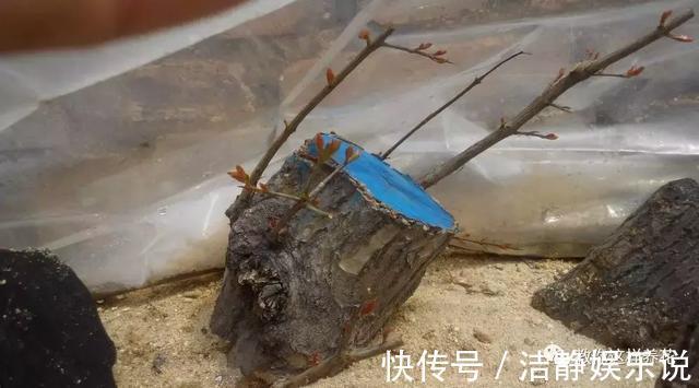 压弯枝|1种果树剪根枝,插土里就活,当年就能挂果,压弯枝!