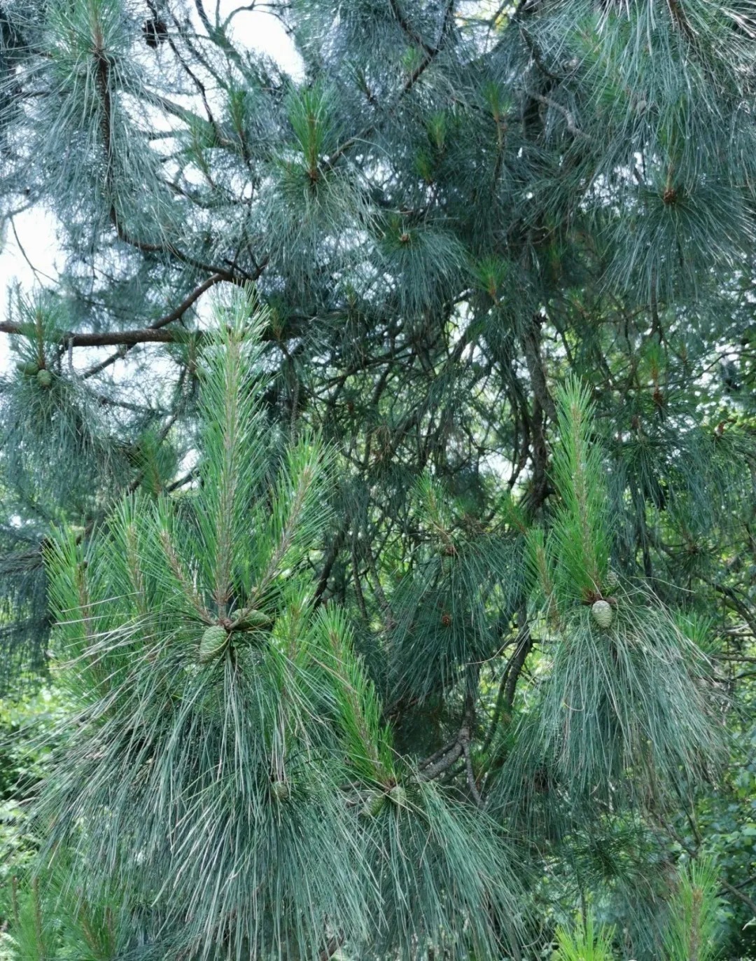 松节油|松树是个宝,种植兰花少不了,可为何很多兰友却用不好?