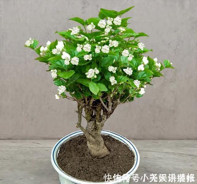 花苗越老越值钱这5种花的老桩,买了就上当