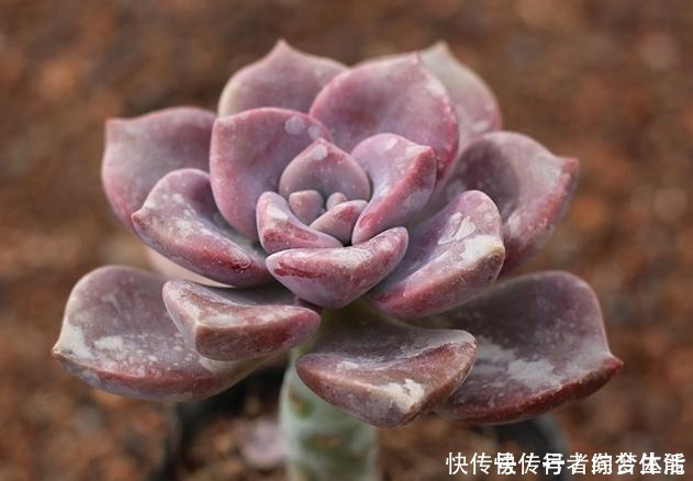 养花|养多肉紫乐，这“3怕”定要躲避，现在改正，上色简单爆头快！