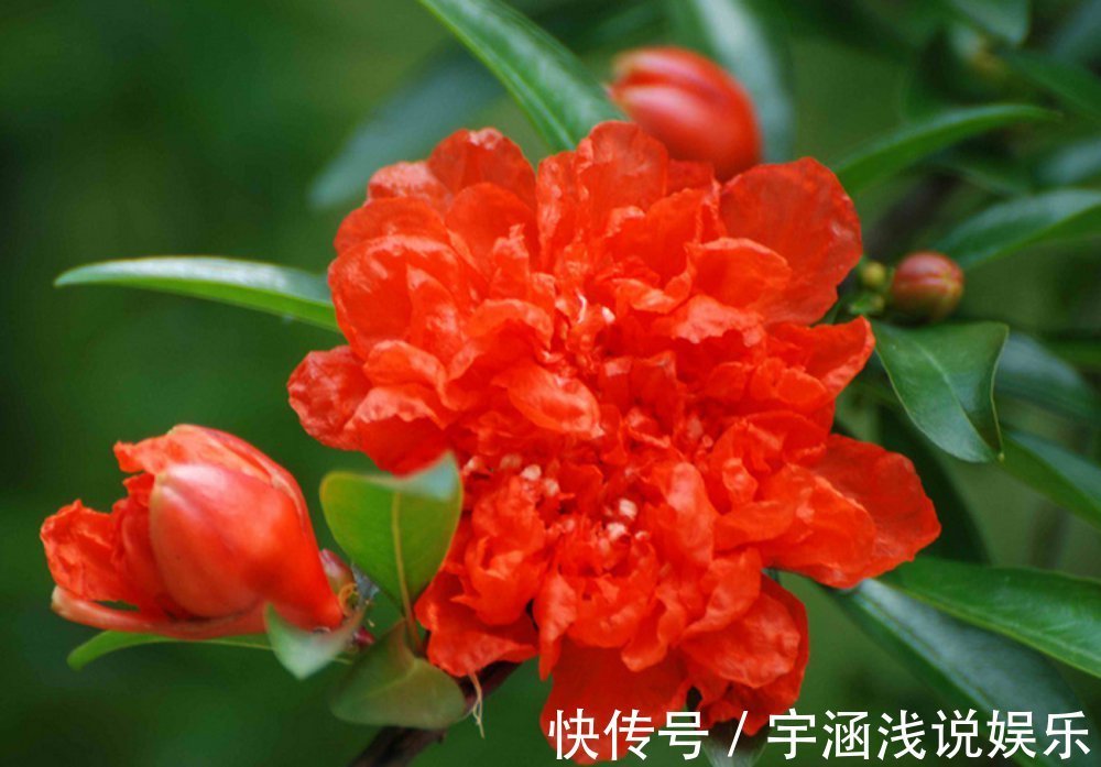 此花是一种成熟的美丽，寓意着多子多福，是很鲜艳的花