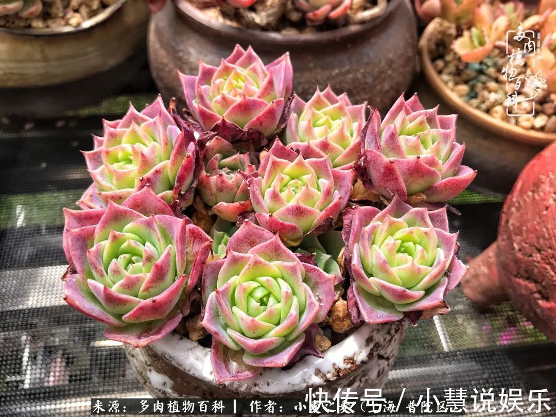 肉如人生,遇见多肉,遇见美!附个人多肉养护经验!