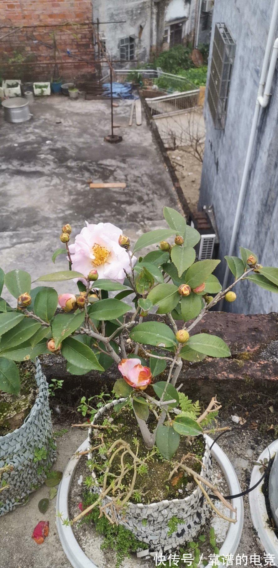 这“三茶花”不怕冷,零下30℃也能开花,单朵可持续绽放一整季