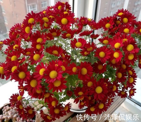 植物|封闭阳台养花,选对植物很关键,选错了养一盆死一盆!