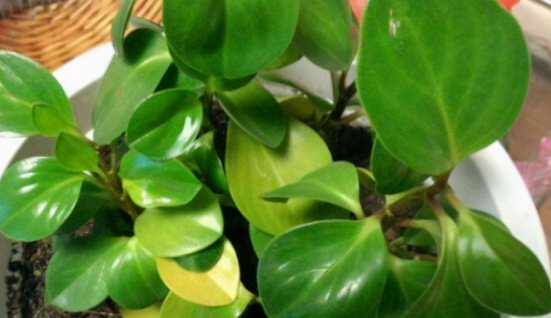 养文竹|有7种花“不喜水”，浇多了就烂根，越旱长得越旺