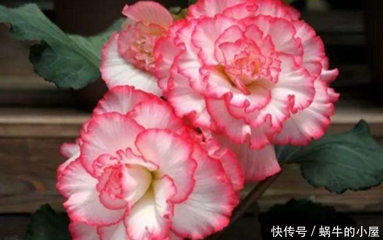 最受欢迎的4种花,全年开花不断,花量超多的