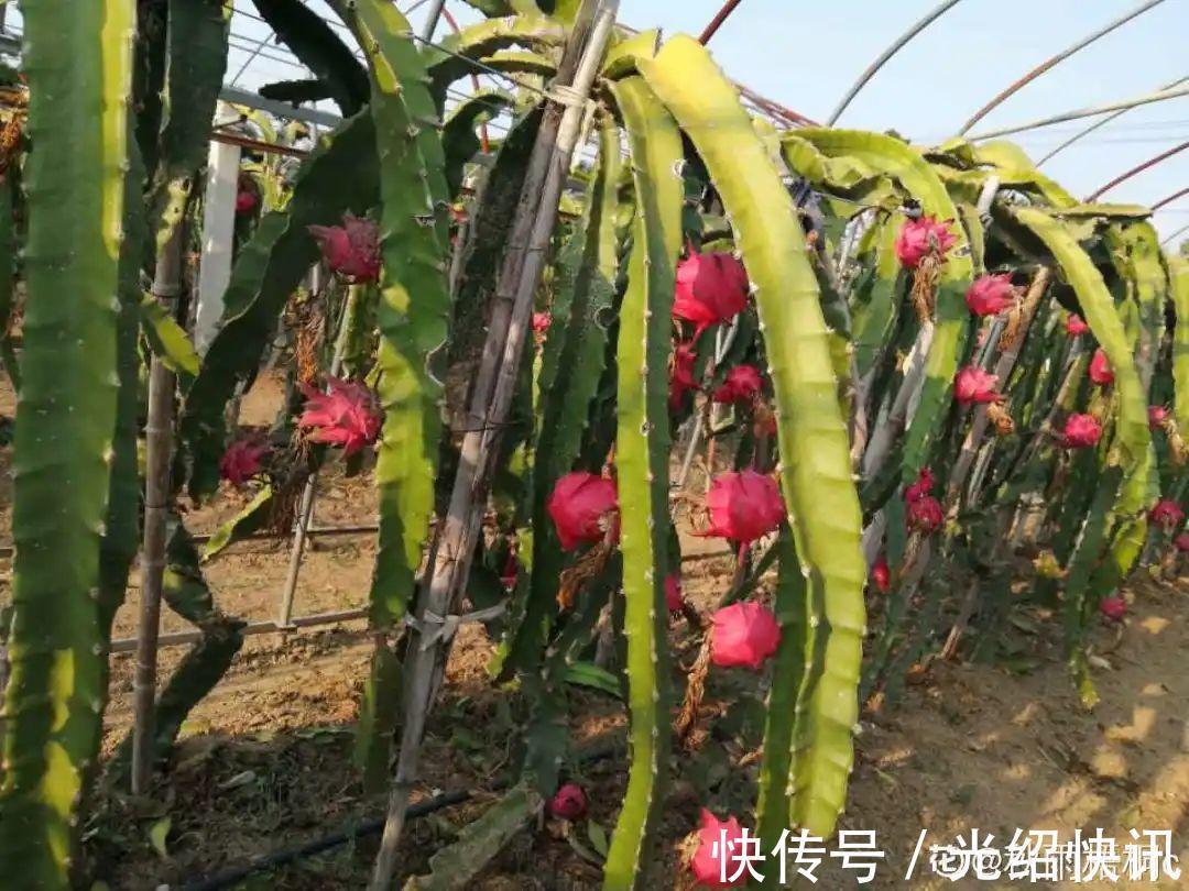 大粗杆插土里，7天生根，当年结果压弯枝，不用买水果了！